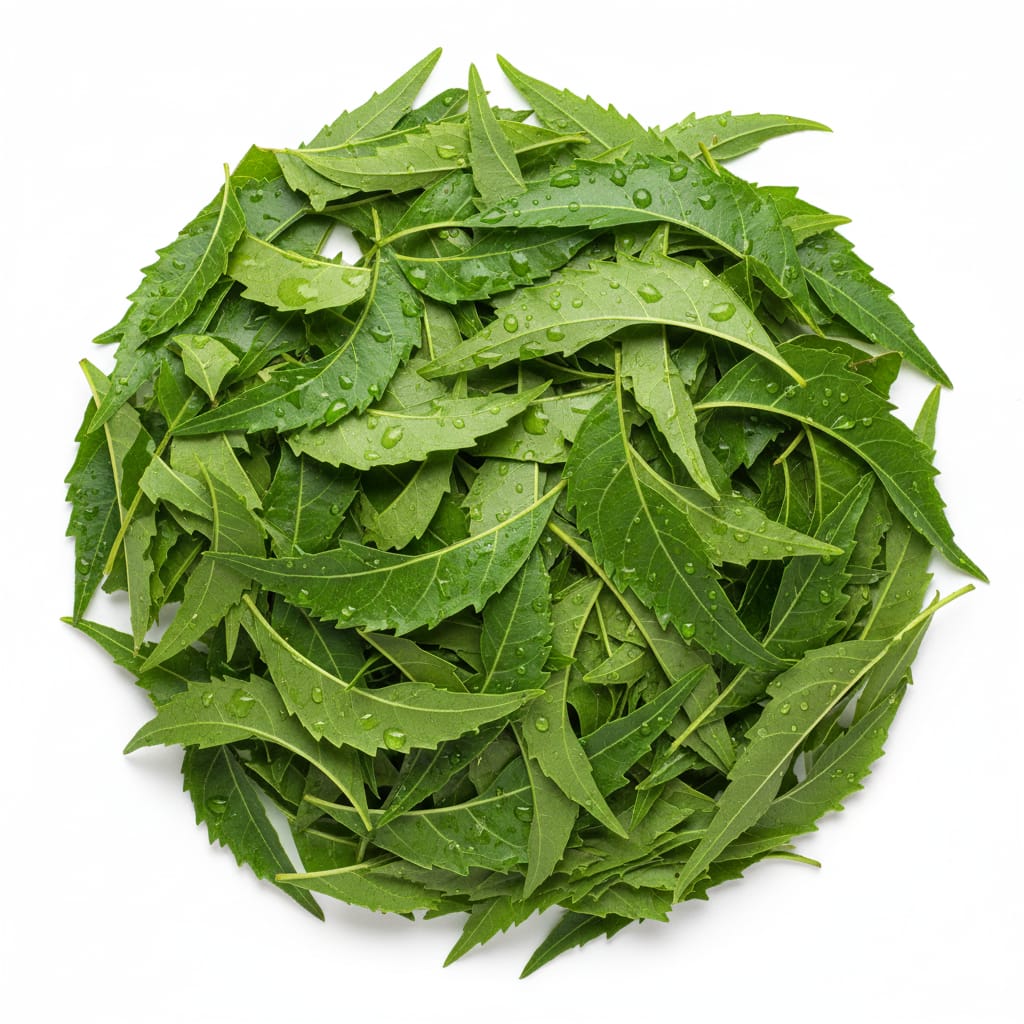 Fresh Leaves